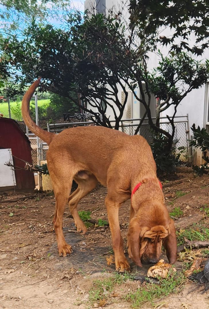 Enlarge Dallas, a Adoptable Bloodhound in Washington, NJ image 2/2