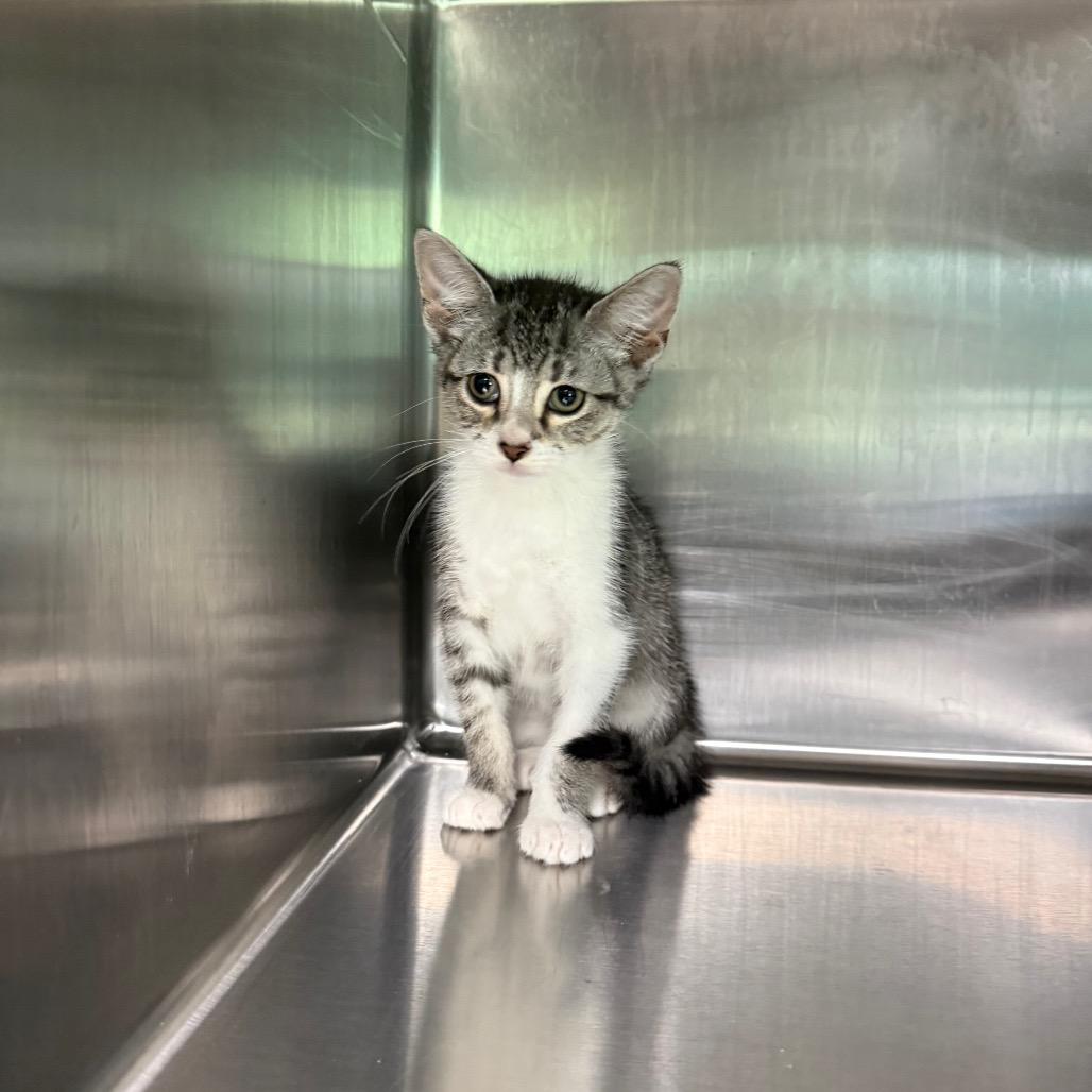 Pebble 3704, Adoptable, Kitten Female American Shorthair.