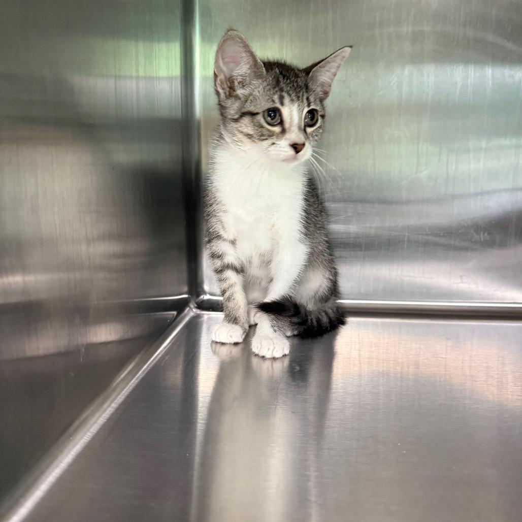 Pebble 3704, a Adoptable American Shorthair in Hamilton, GA image 2/6