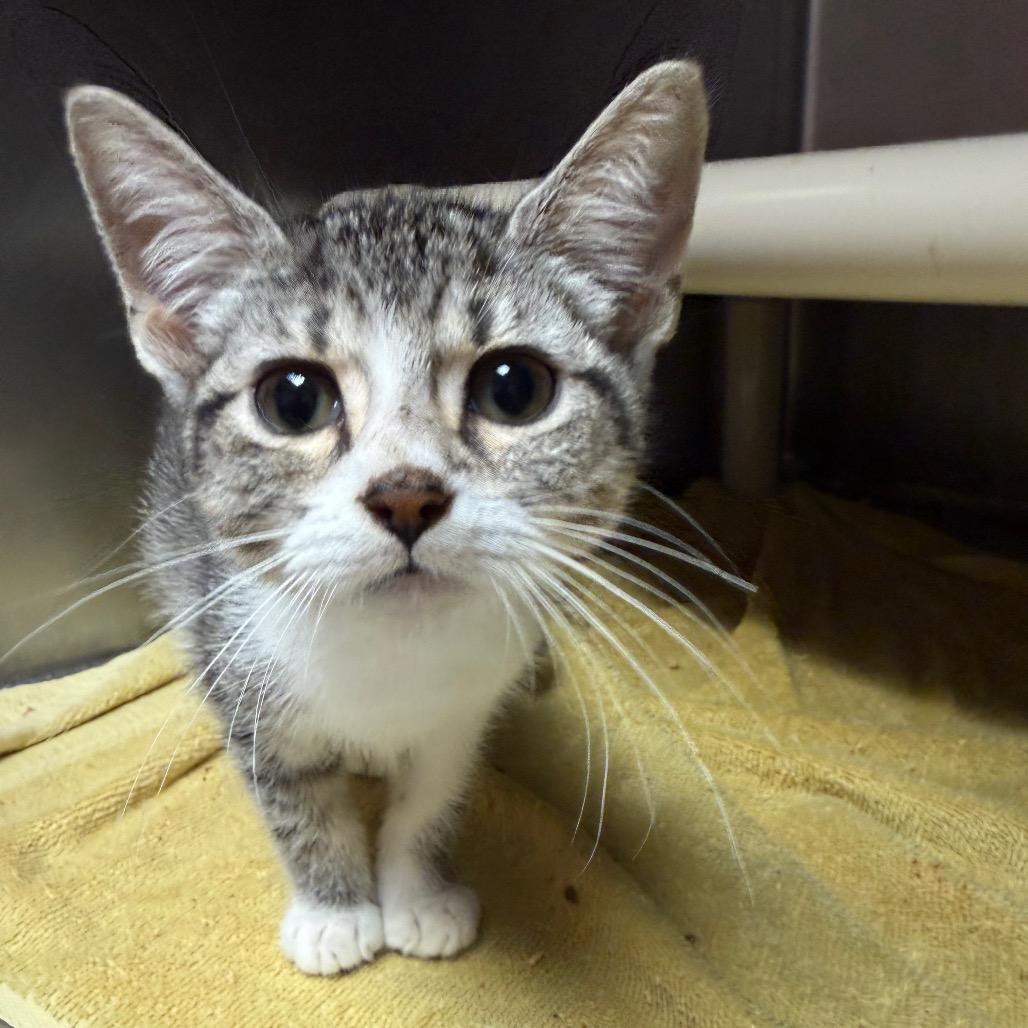 Pebble 3704, a Adoptable American Shorthair in Hamilton, GA image 3/6