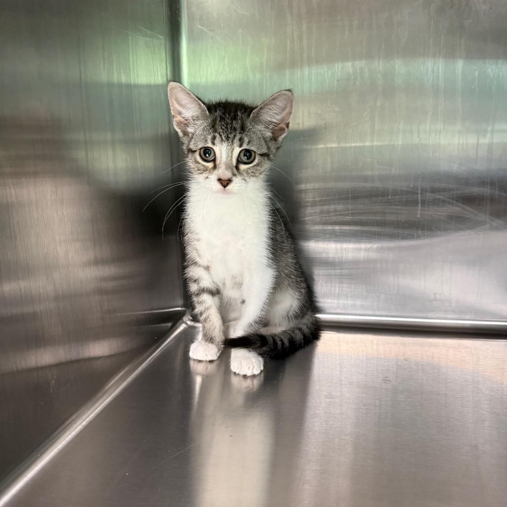 Pebble 3704, a Adoptable American Shorthair in Hamilton, GA image 4/6