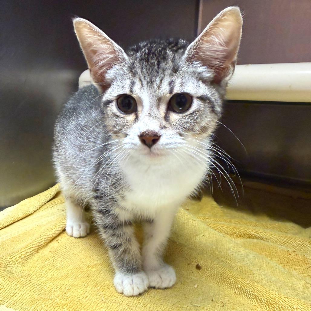 Pebble 3704, a Adoptable American Shorthair in Hamilton, GA image 5/6