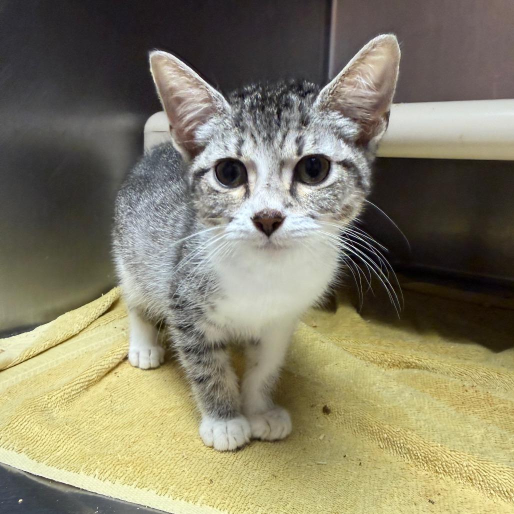 Pebble 3704, a Adoptable American Shorthair in Hamilton, GA image 6/6