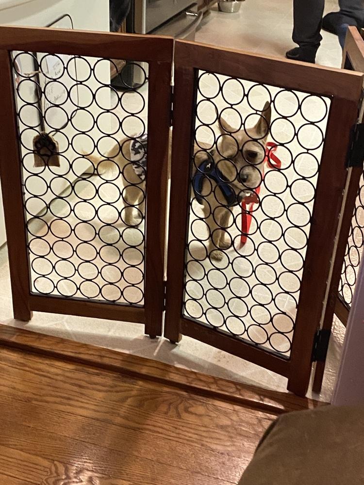 Mowgli, Adoptable, Adult Male Chihuahua.