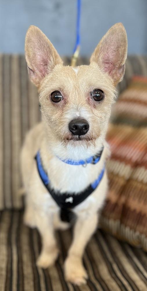 Mowgli, Adoptable, Adult Male Chihuahua.