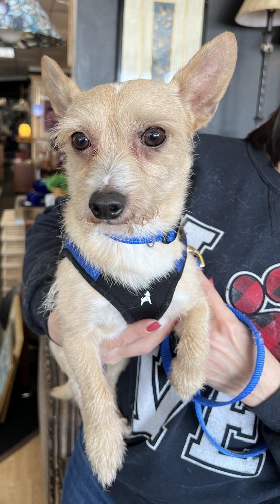 Enlarge Mowgli, a Adoptable mixed breed in Mundelein, IL image 3/3