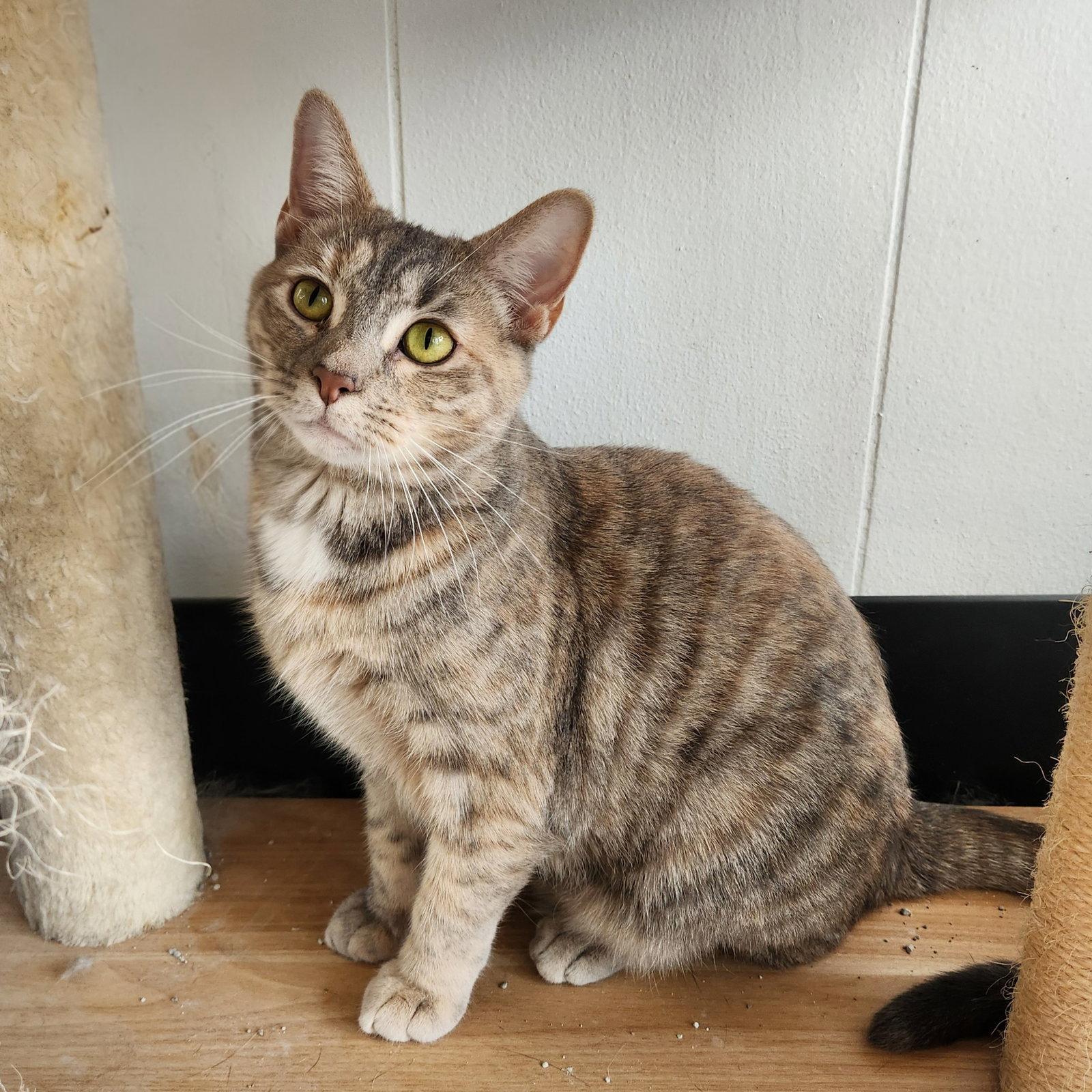 Cinderella, Adopted, Young Female Dilute Calico & Domestic Short Hair.
