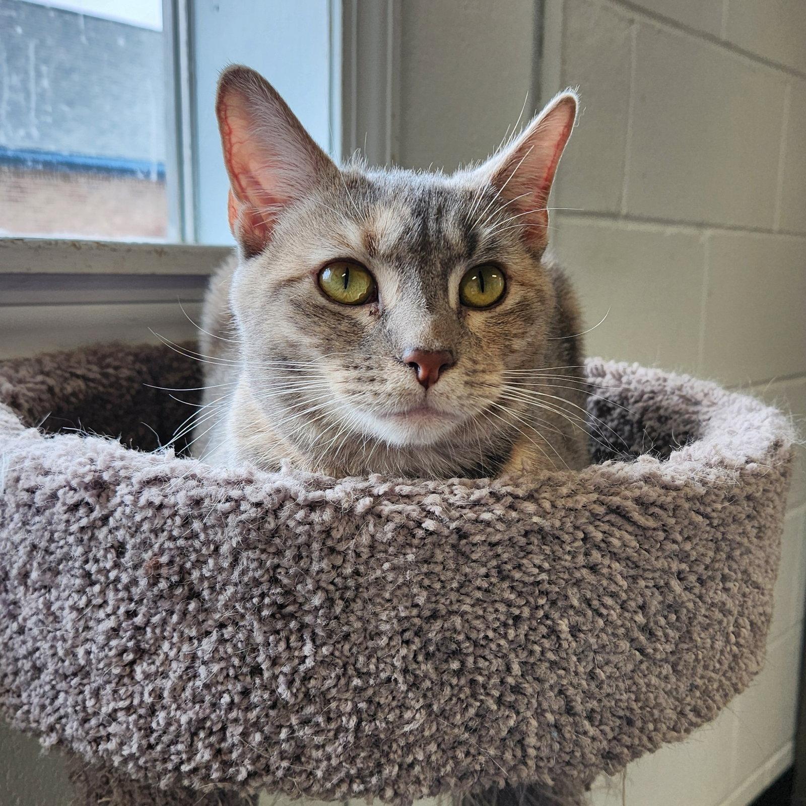 Enlarge Cinderella, a Adopted mixed breed in Greenfield, IN image 2/3