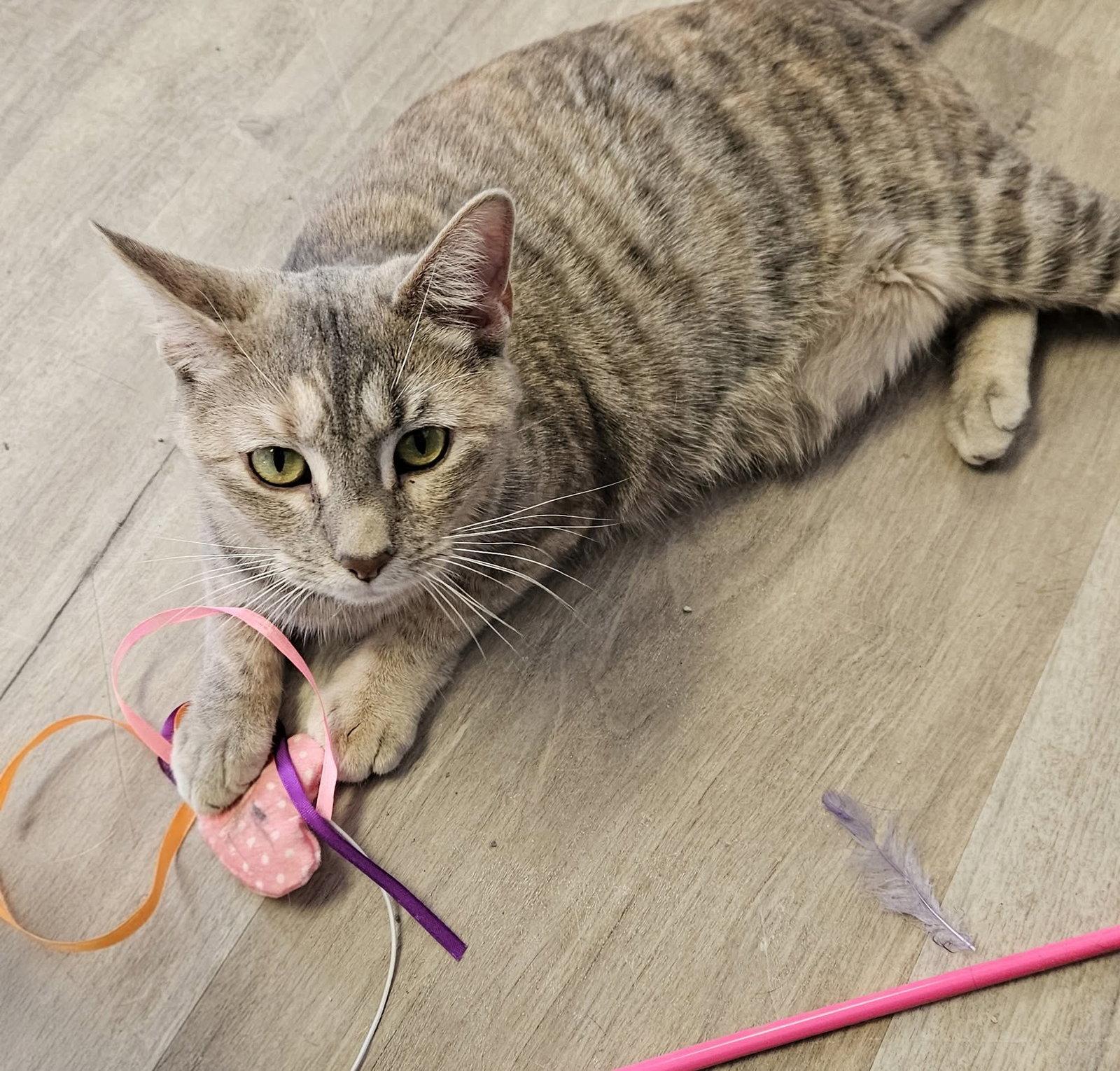 Enlarge Cinderella, a Adopted mixed breed in Greenfield, IN image 3/3