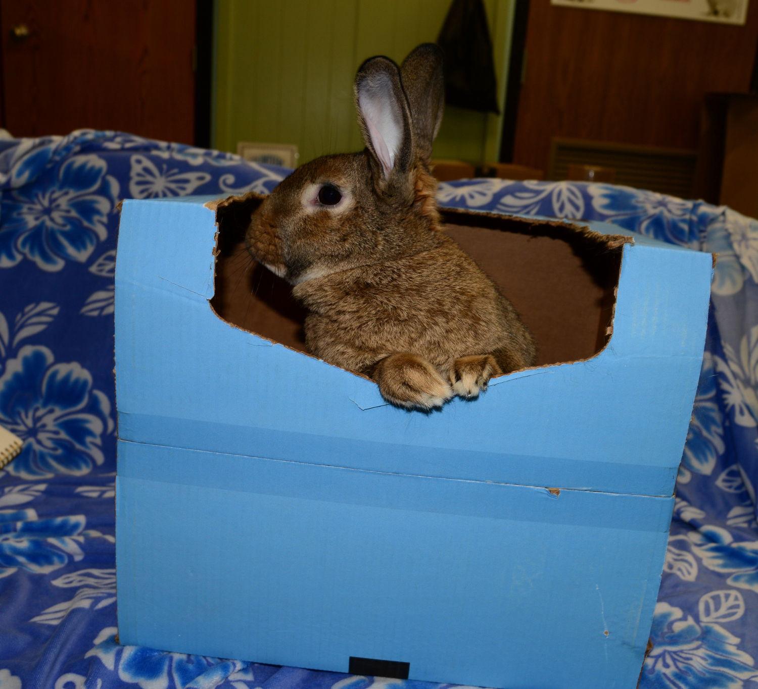 Denise, Adoptable, Young Female Florida White & Chinchilla.