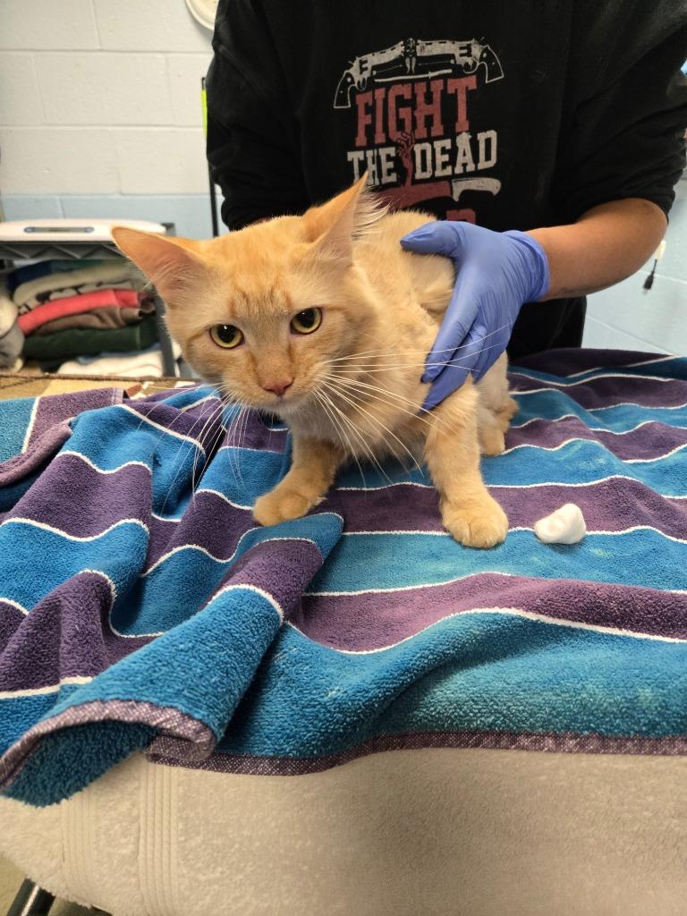 Enlarge Professor Snuggle Pants, a Adoptable mixed breed in Detroit, MI image 1/1