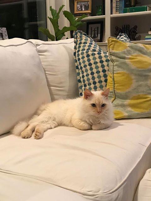 Enlarge Travis, a Adopted mixed breed in Albany, GA image 1/4