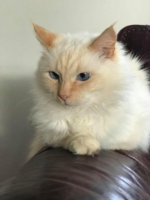 Travis, Adopted, Senior Male Domestic Medium Hair & Siamese.