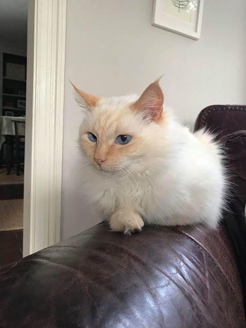 Enlarge Travis, a Adopted mixed breed in Albany, GA image 3/4