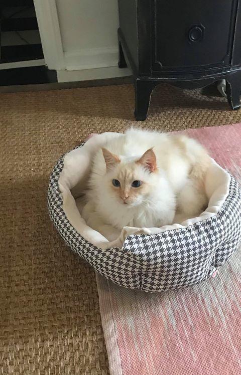 Enlarge Travis, a Adopted mixed breed in Albany, GA image 4/4