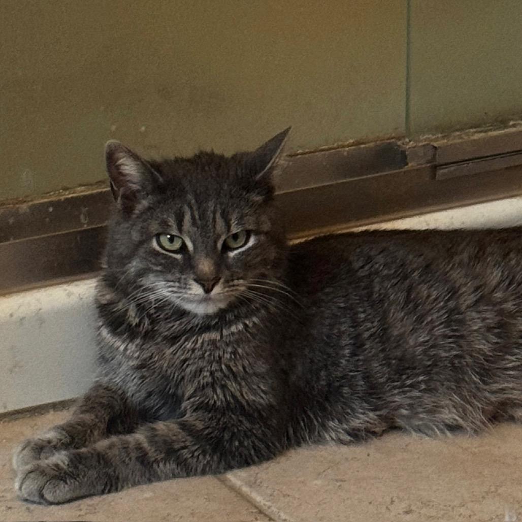 Wasabi, Adoptable, Adult Female Domestic Short Hair.