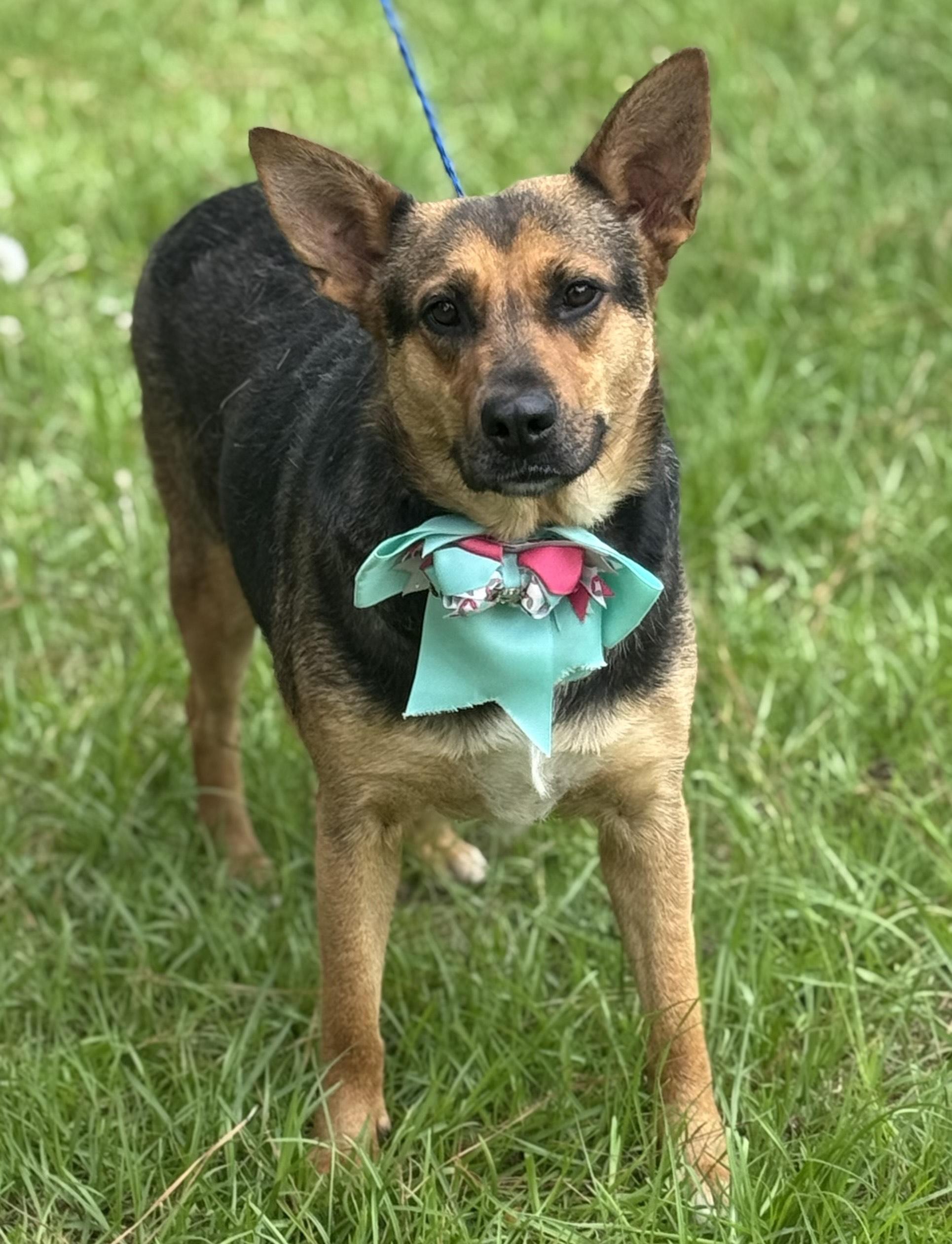 Enlarge SADIE, a ADOPTABLE mixed breed in Jacksonville, FL image 1/1