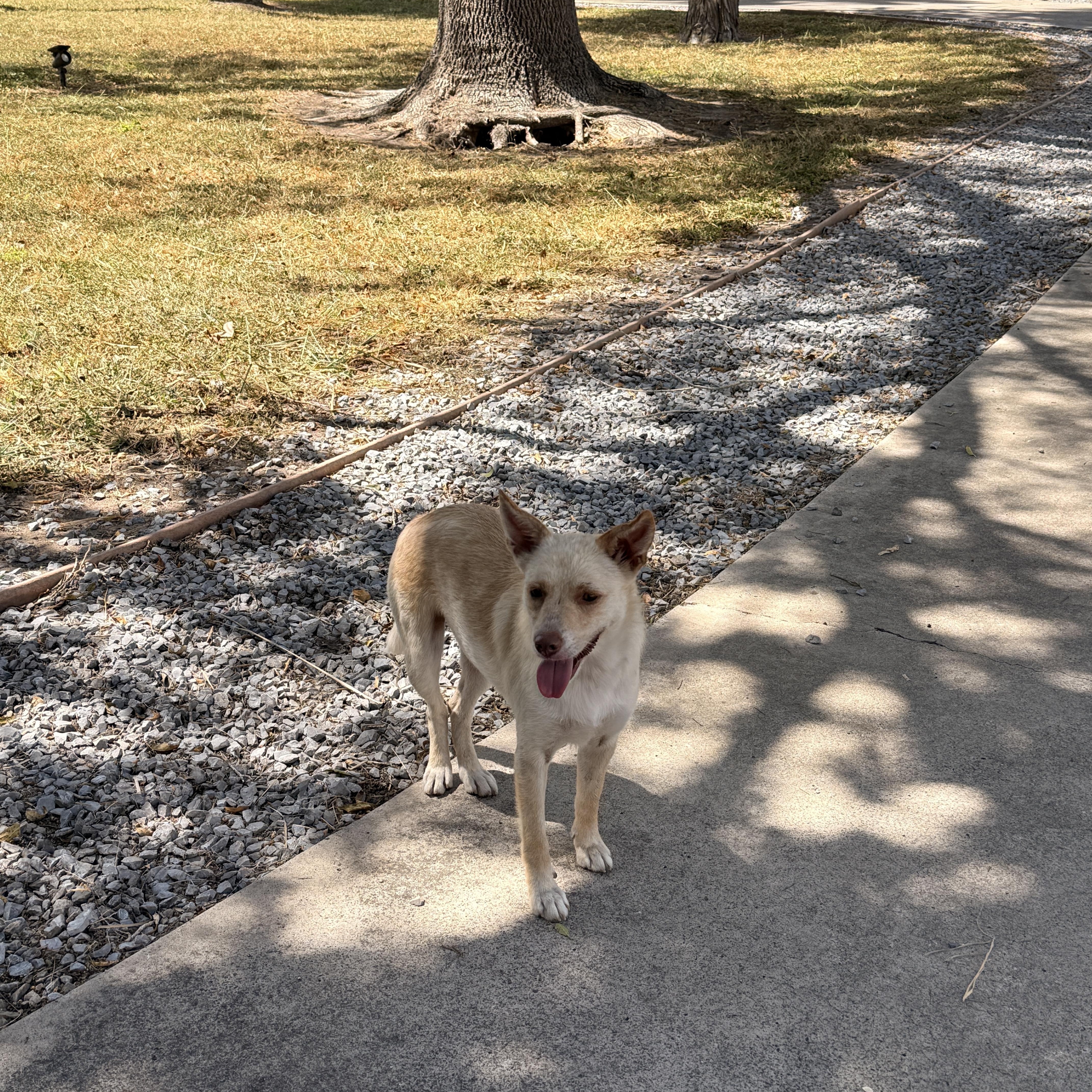 Enlarge Adelia, a Adoptable mixed breed in Dallas, TX image 4/5