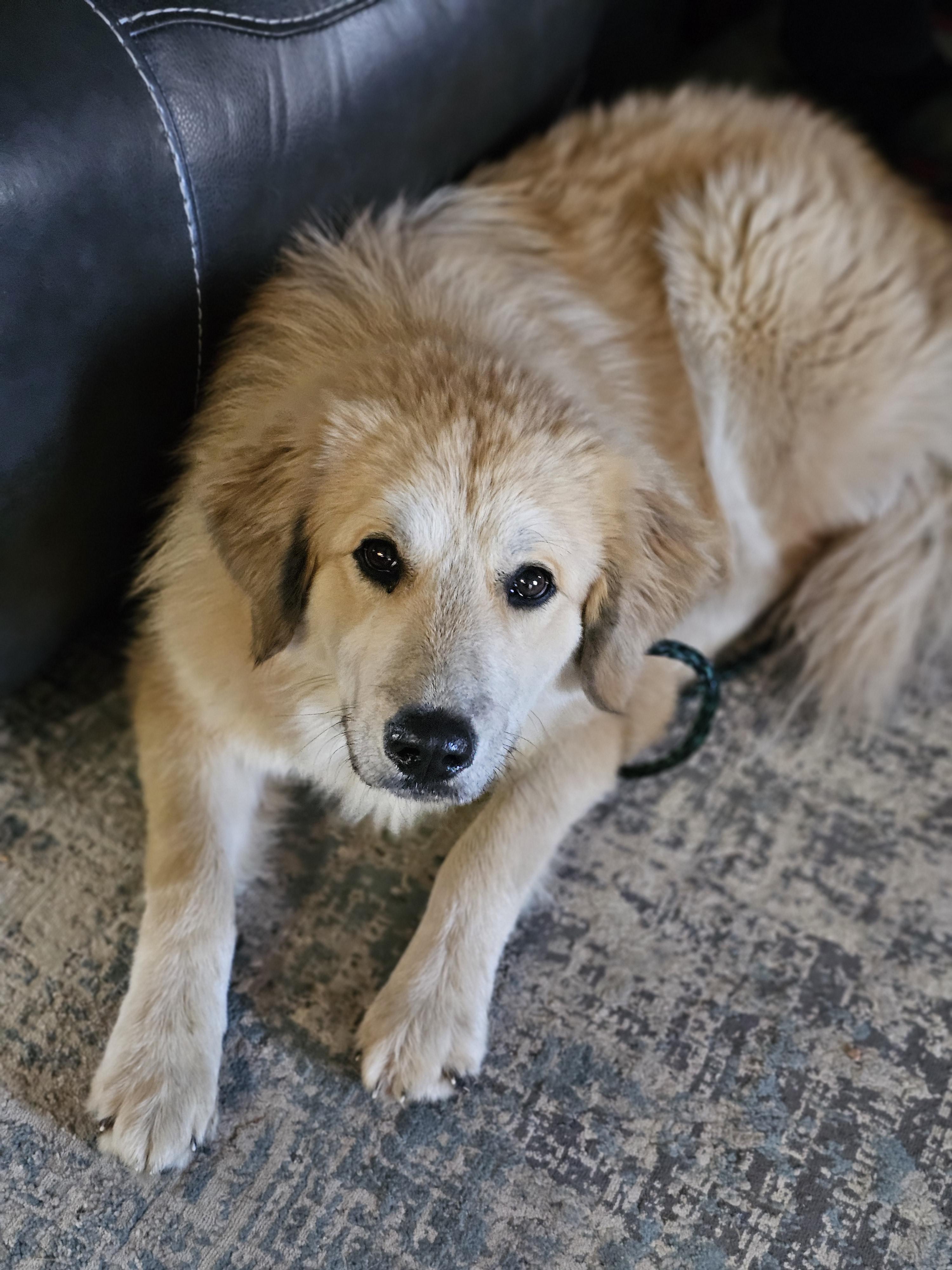 Enlarge Snow , a Adoptable mixed breed in O Fallon, IL image 1/6