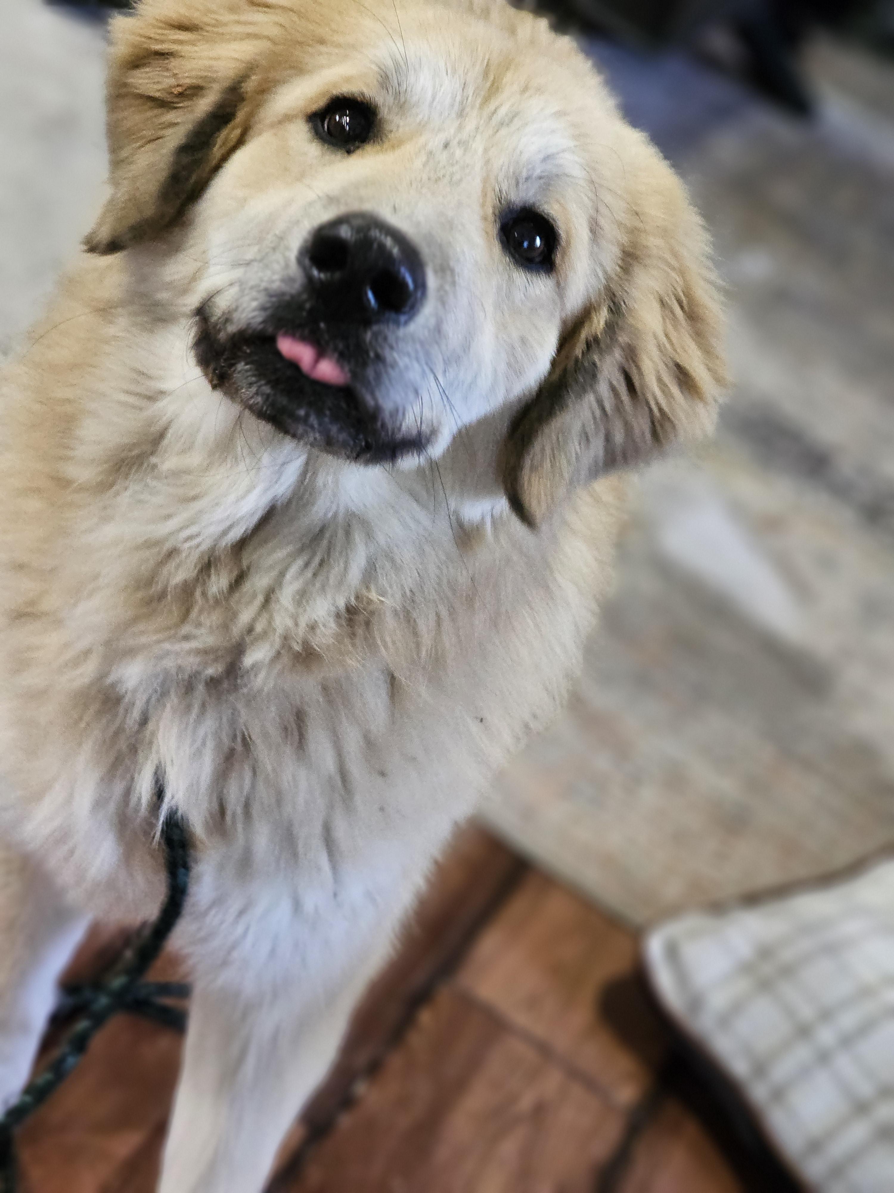Enlarge Snow , a Adoptable mixed breed in O Fallon, IL image 4/6