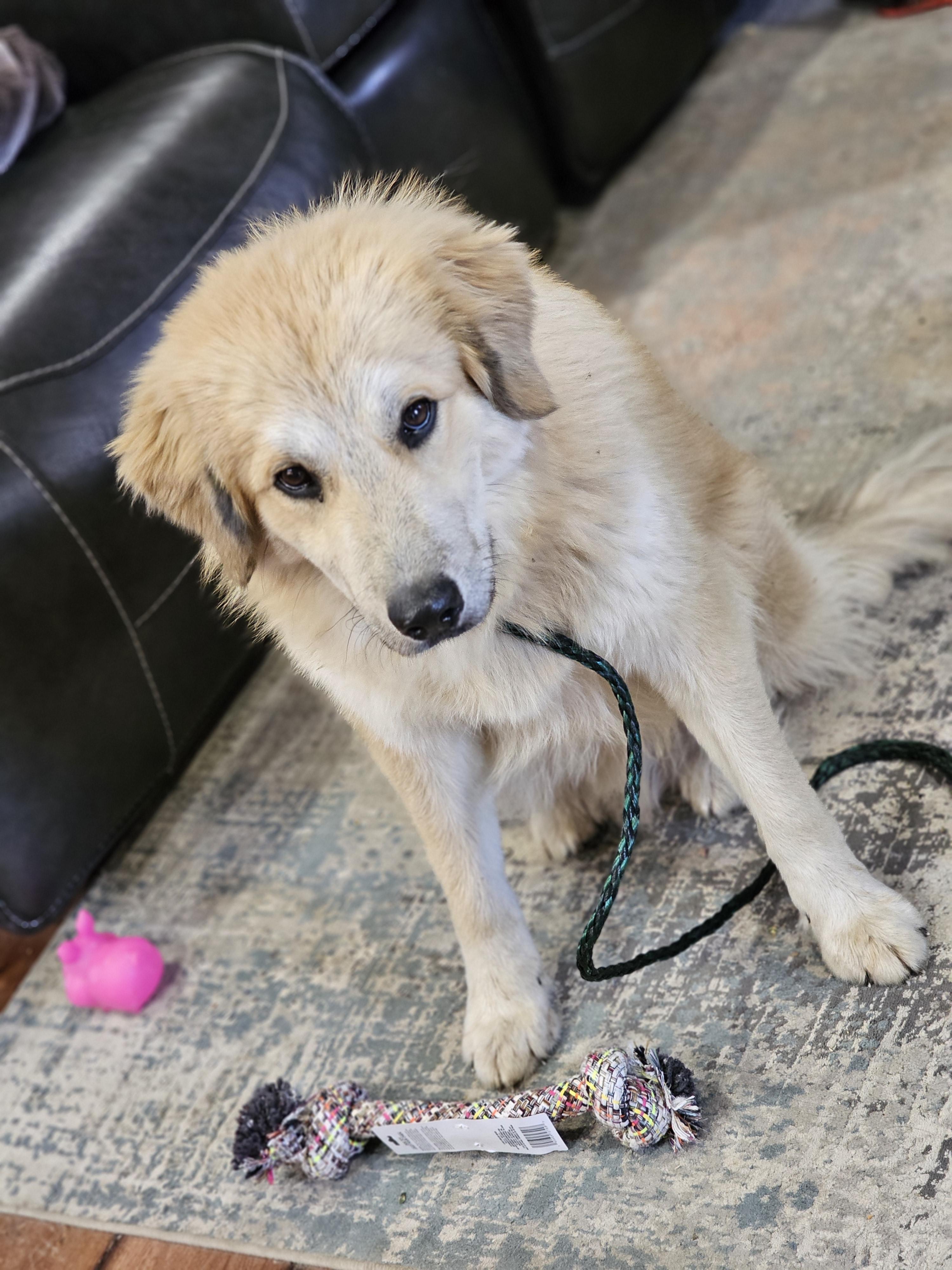 Enlarge Snow , a Adoptable mixed breed in O Fallon, IL image 5/6