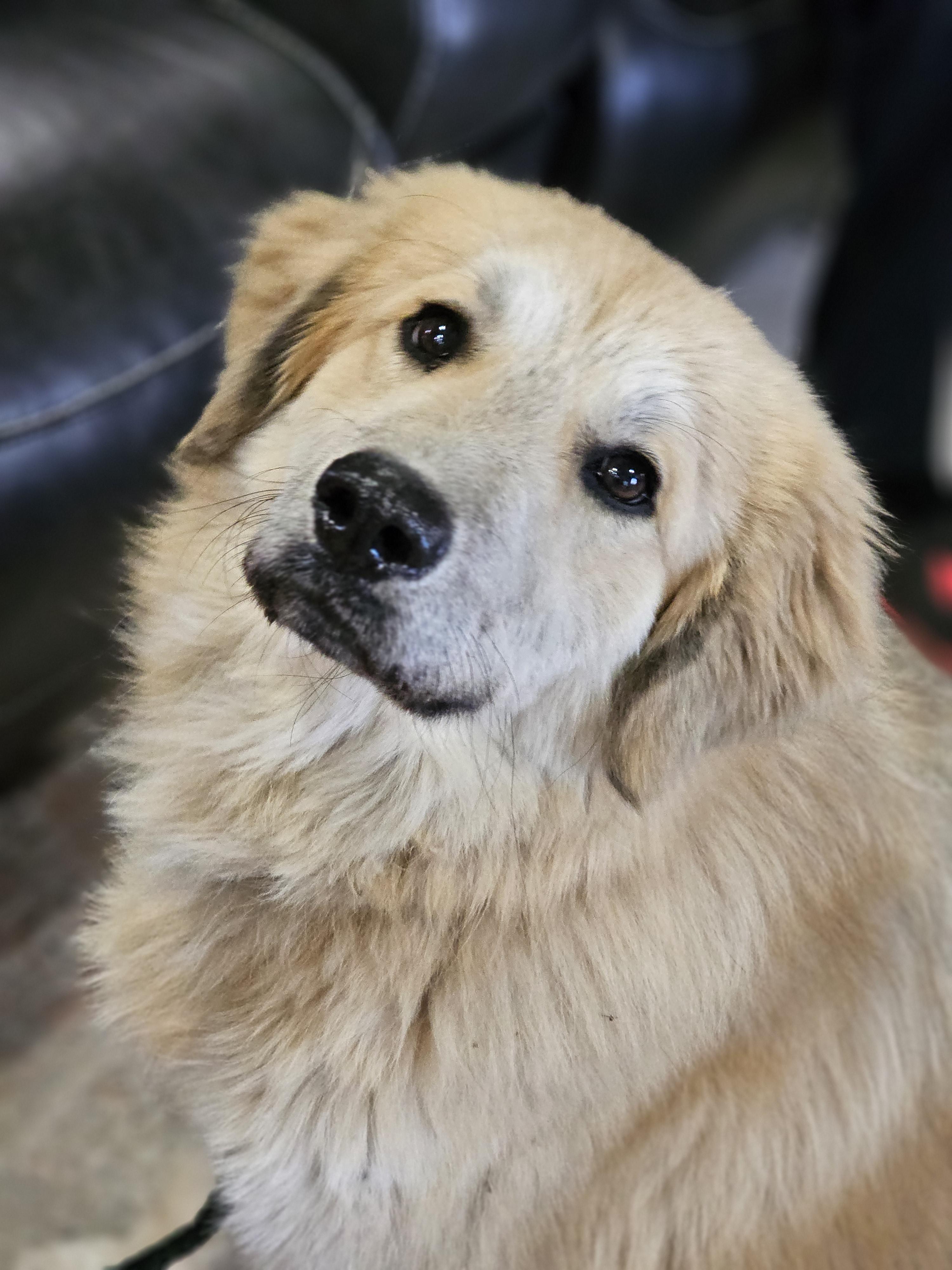 Enlarge Snow , a Adoptable mixed breed in O Fallon, IL image 6/6