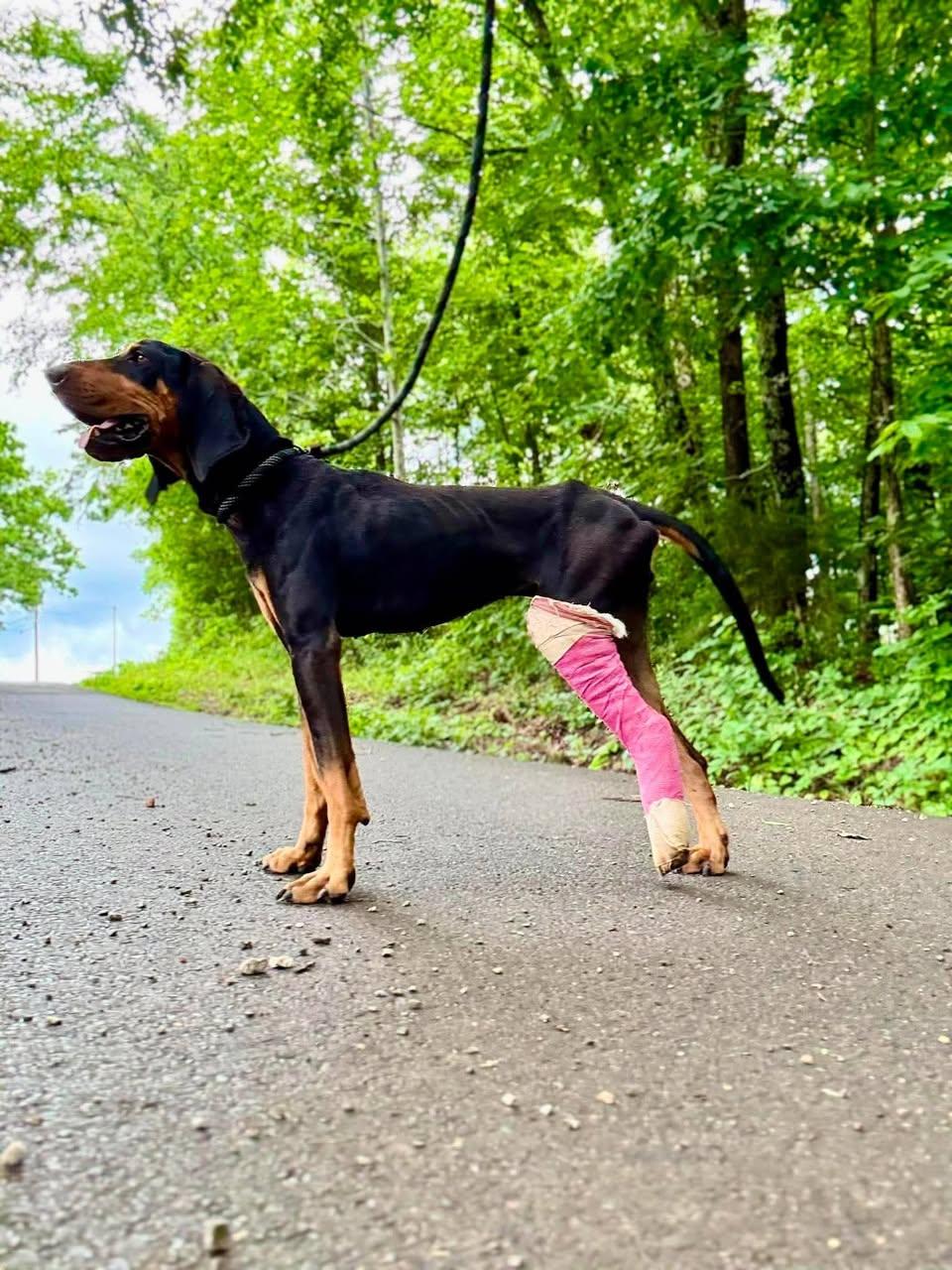 Enlarge VERA, a ADOPTABLE Bluetick Coonhound in Waverly, TN image 2/2
