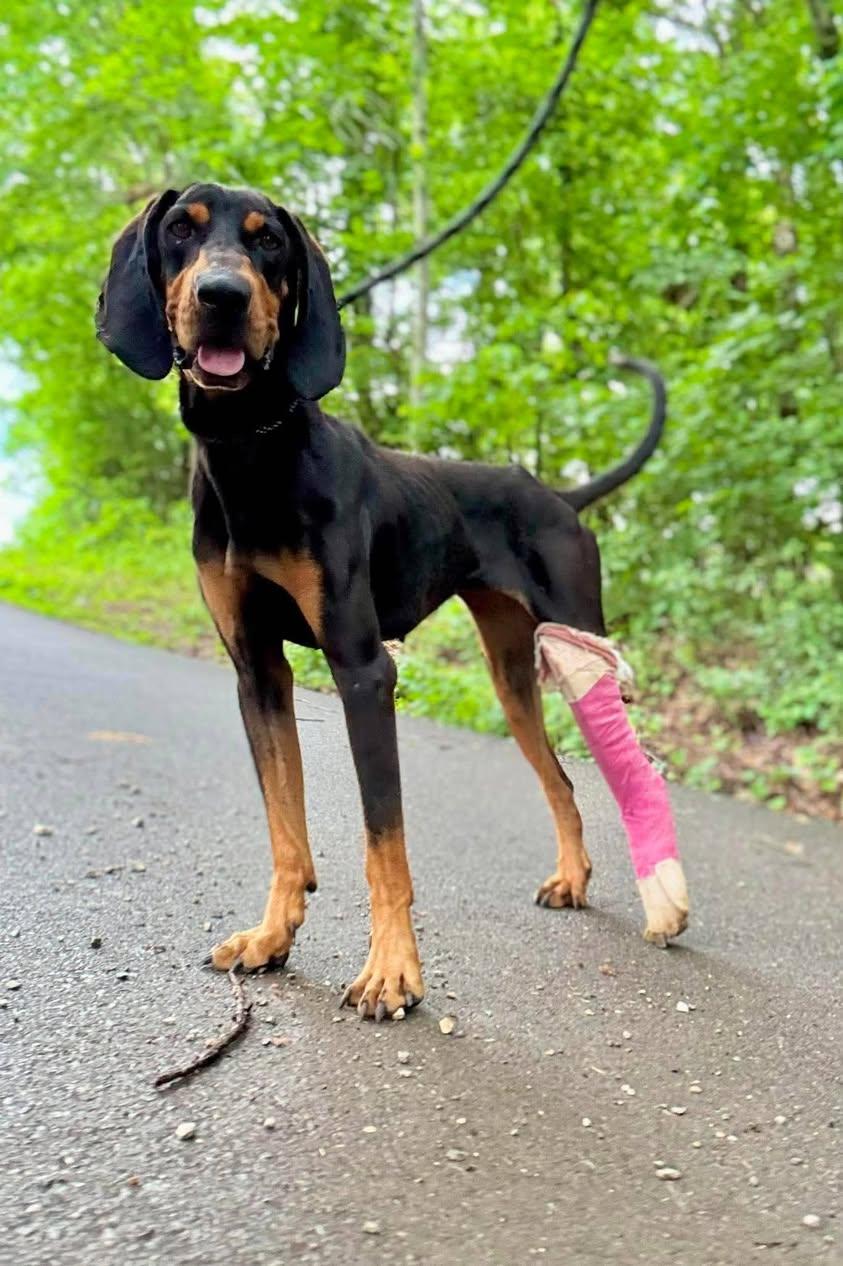 Enlarge VERA, a ADOPTABLE Bluetick Coonhound in Waverly, TN image 1/2