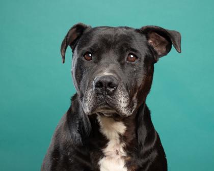 Enlarge Auto, a Adoptable mixed breed in Santa Paula, CA image 1/3
