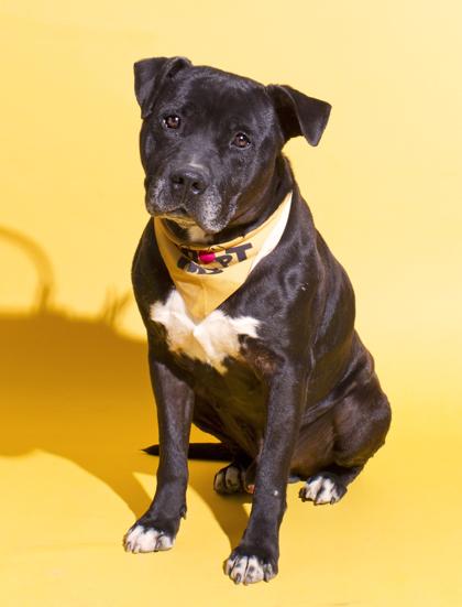 Auto, a Adoptable mixed breed in Santa Paula, CA image 3/3
