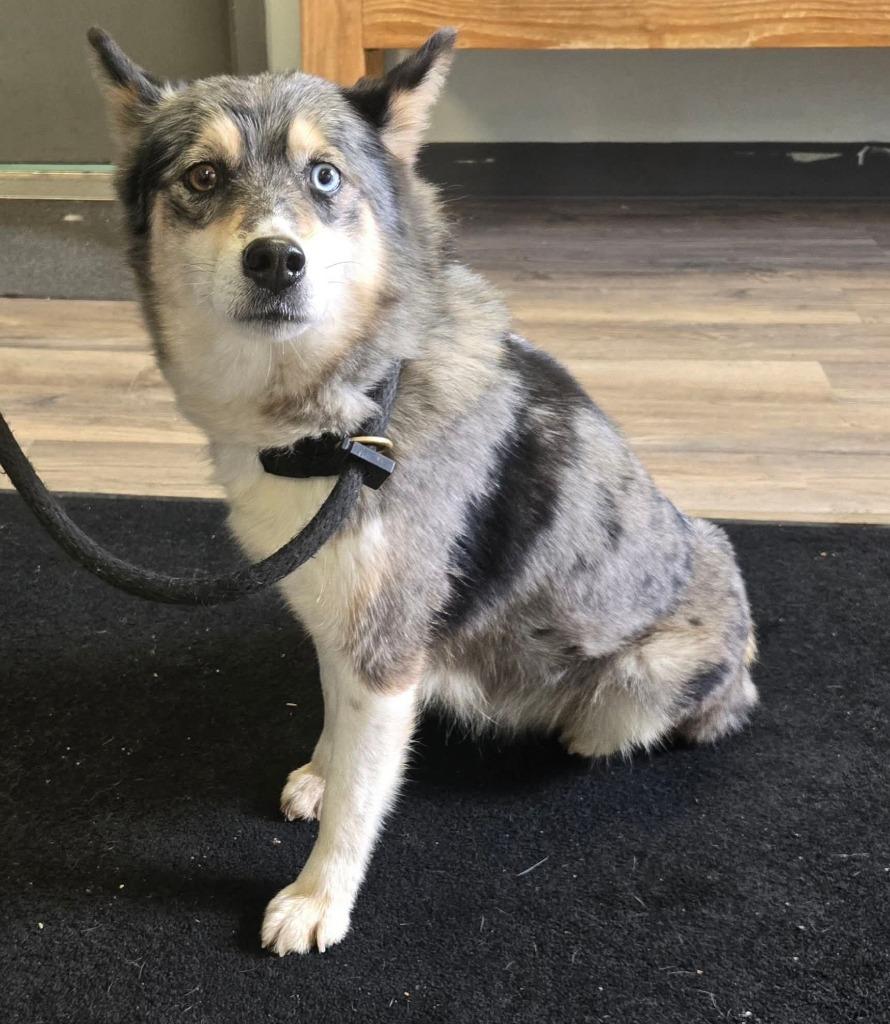 Halo, Adoptable, Young Female Husky.