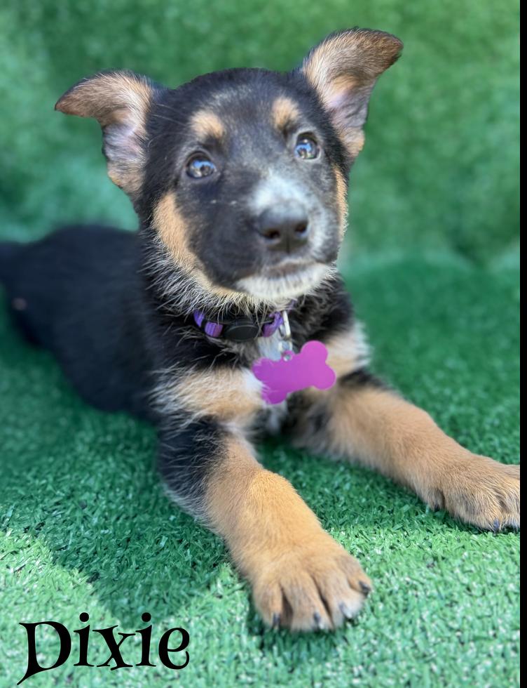 Dixie, Adoptable, Puppy Female German Shepherd Dog.