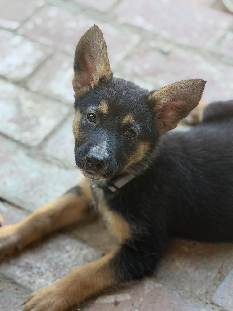 Dixie, a Adoptable mixed breed in Pleasant Hill, CA image 2/5