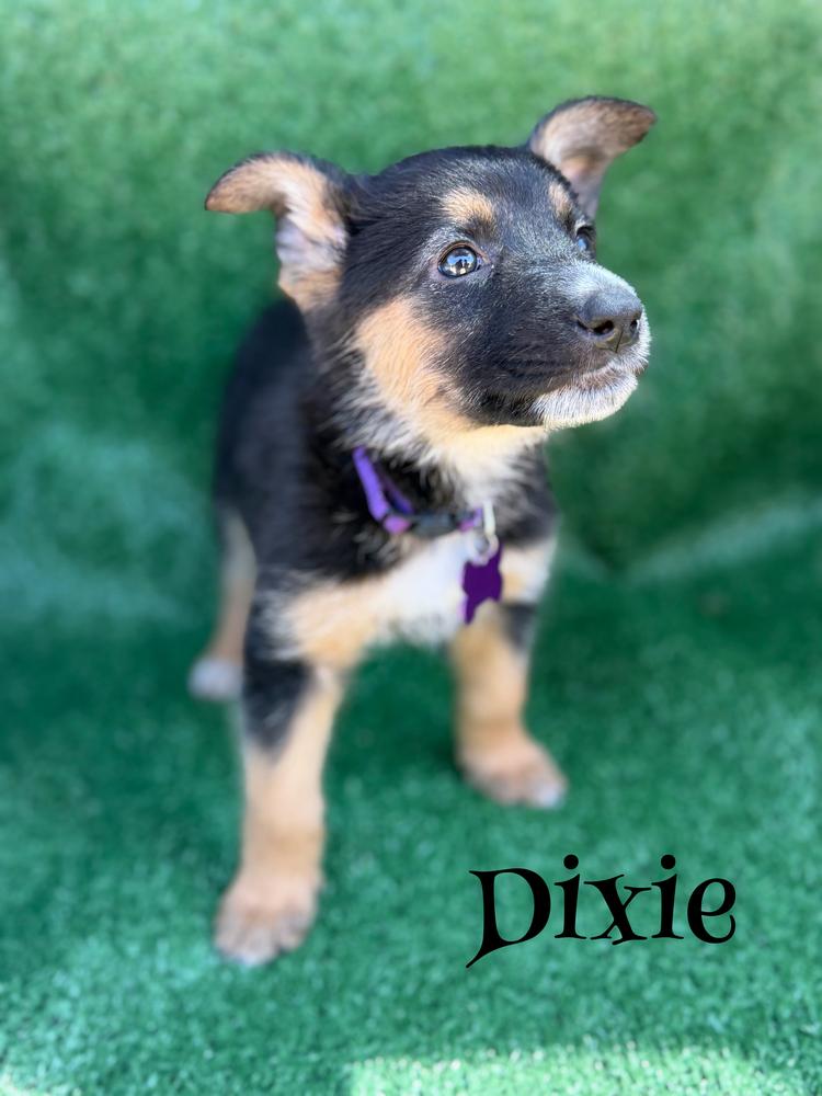 Dixie, a Adoptable mixed breed in Pleasant Hill, CA image 3/5