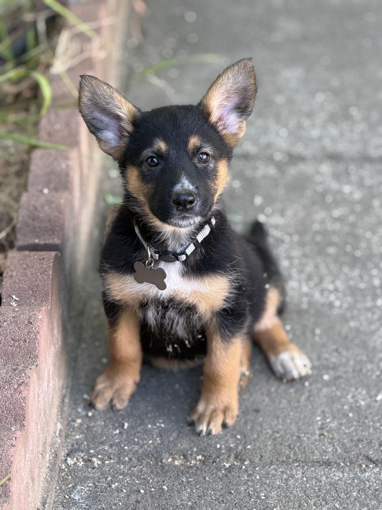 Dixie, a Adoptable mixed breed in Pleasant Hill, CA image 5/5