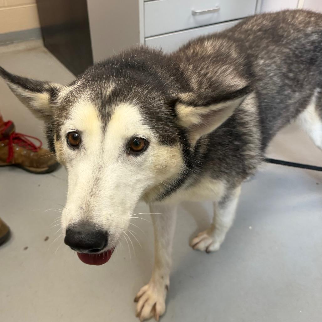 Alyssa, Adoptable, Senior Female Siberian Husky.