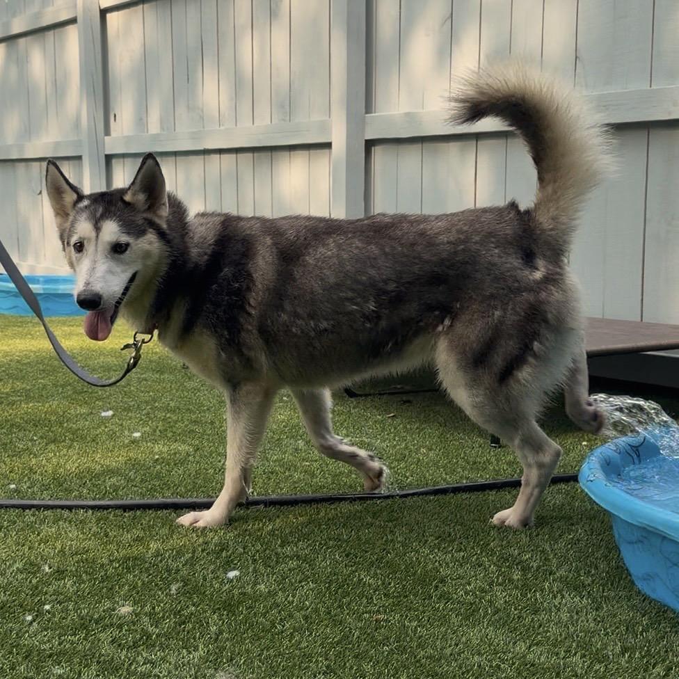 Alyssa, a Adoptable Siberian Husky in Troy, VA image 2/3