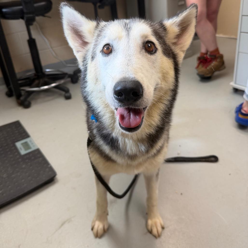 Alyssa, a Adoptable Siberian Husky in Troy, VA image 3/3