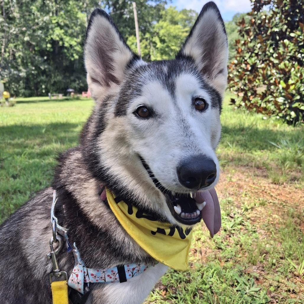 Enlarge Alyssa, a Adoptable Siberian Husky in Troy, VA image 4/4