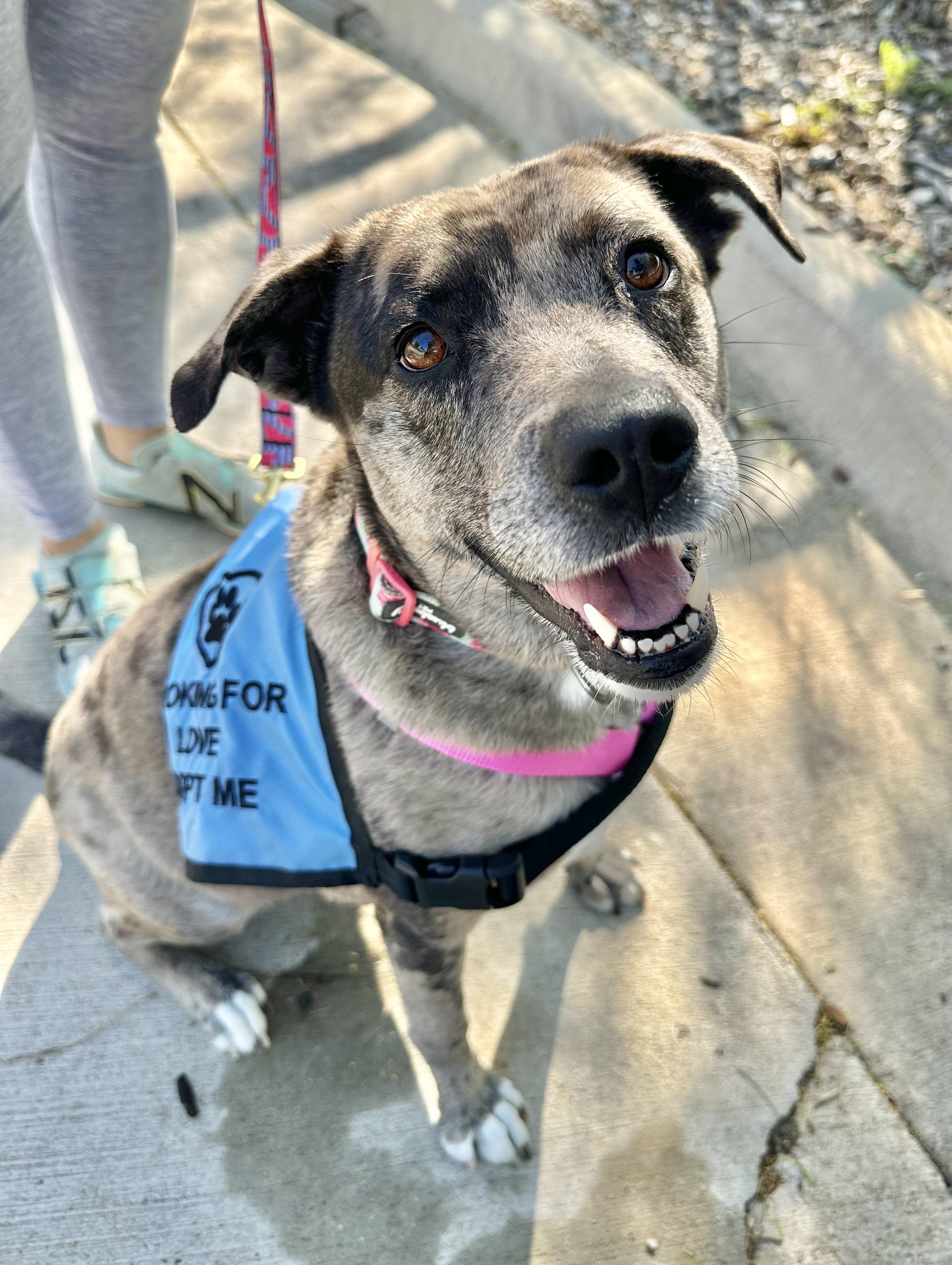 Speckles, an adoptable Cattle Dog in Fort Collins, CO, 80524 | Photo Image 4