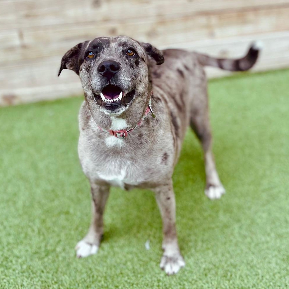Speckles, an adoptable Cattle Dog in Fort Collins, CO, 80524 | Photo Image 1