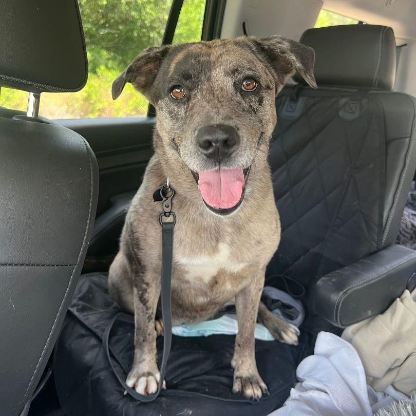 Speckles, an adoptable Cattle Dog in Fort Collins, CO, 80524 | Photo Image 5