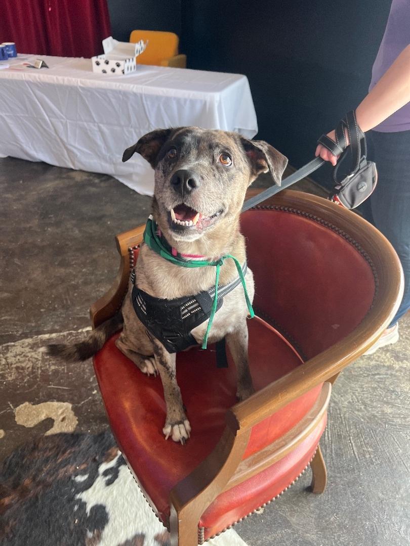 Speckles, an adoptable Cattle Dog in Fort Collins, CO, 80524 | Photo Image 3