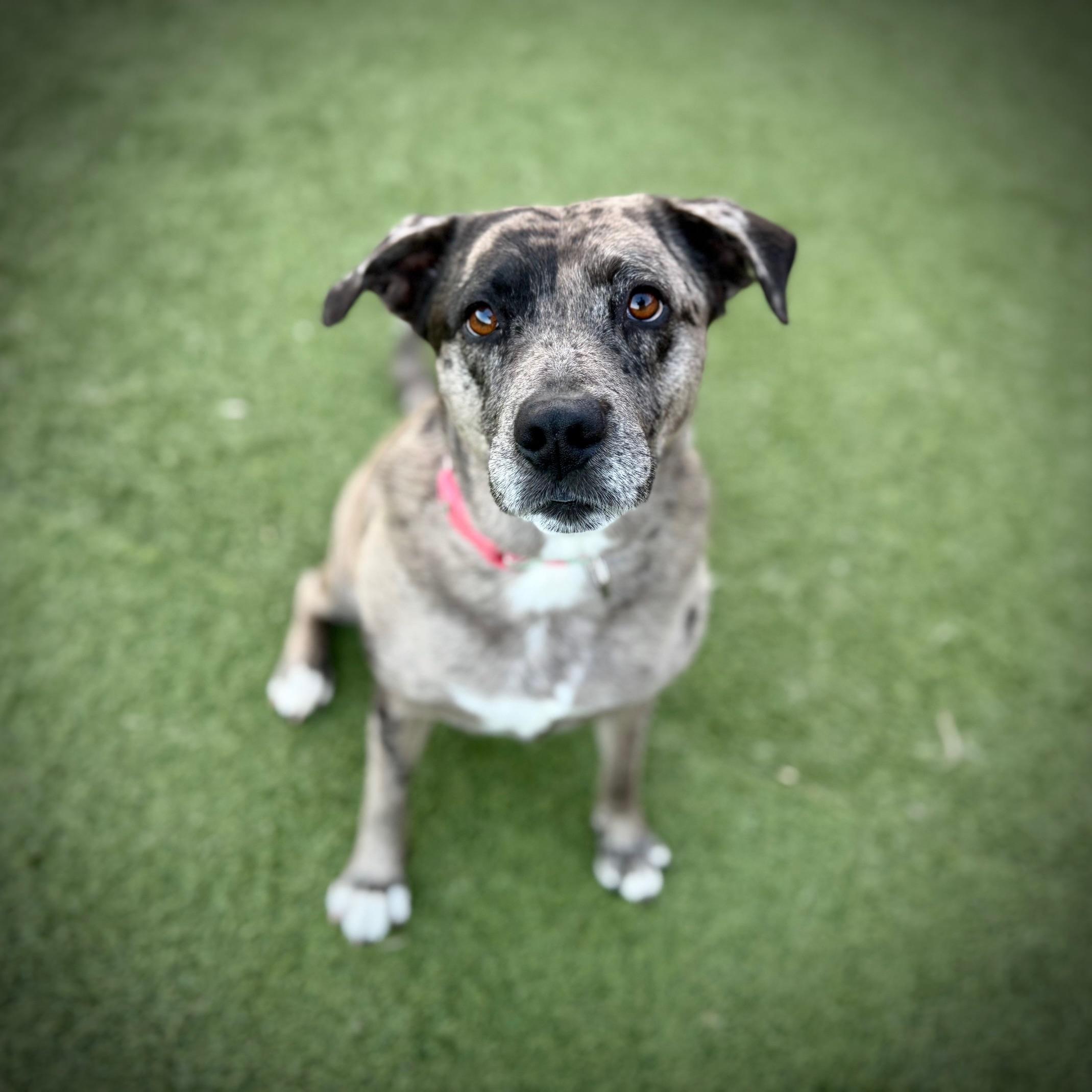 Speckles, an adoptable Cattle Dog in Fort Collins, CO, 80524 | Photo Image 2