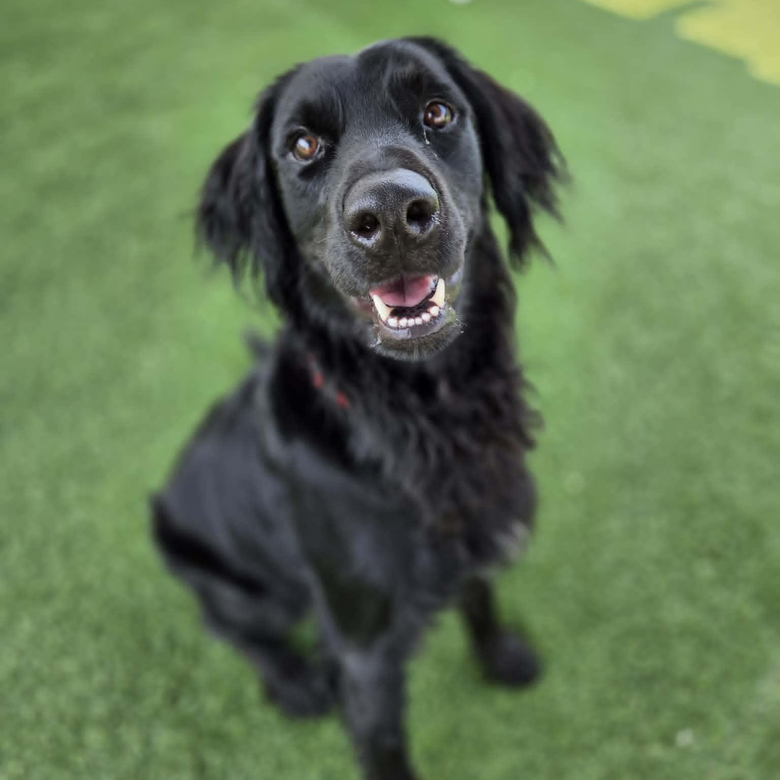 Clifford, adopted, Adult Male Flat-Coated Retriever.