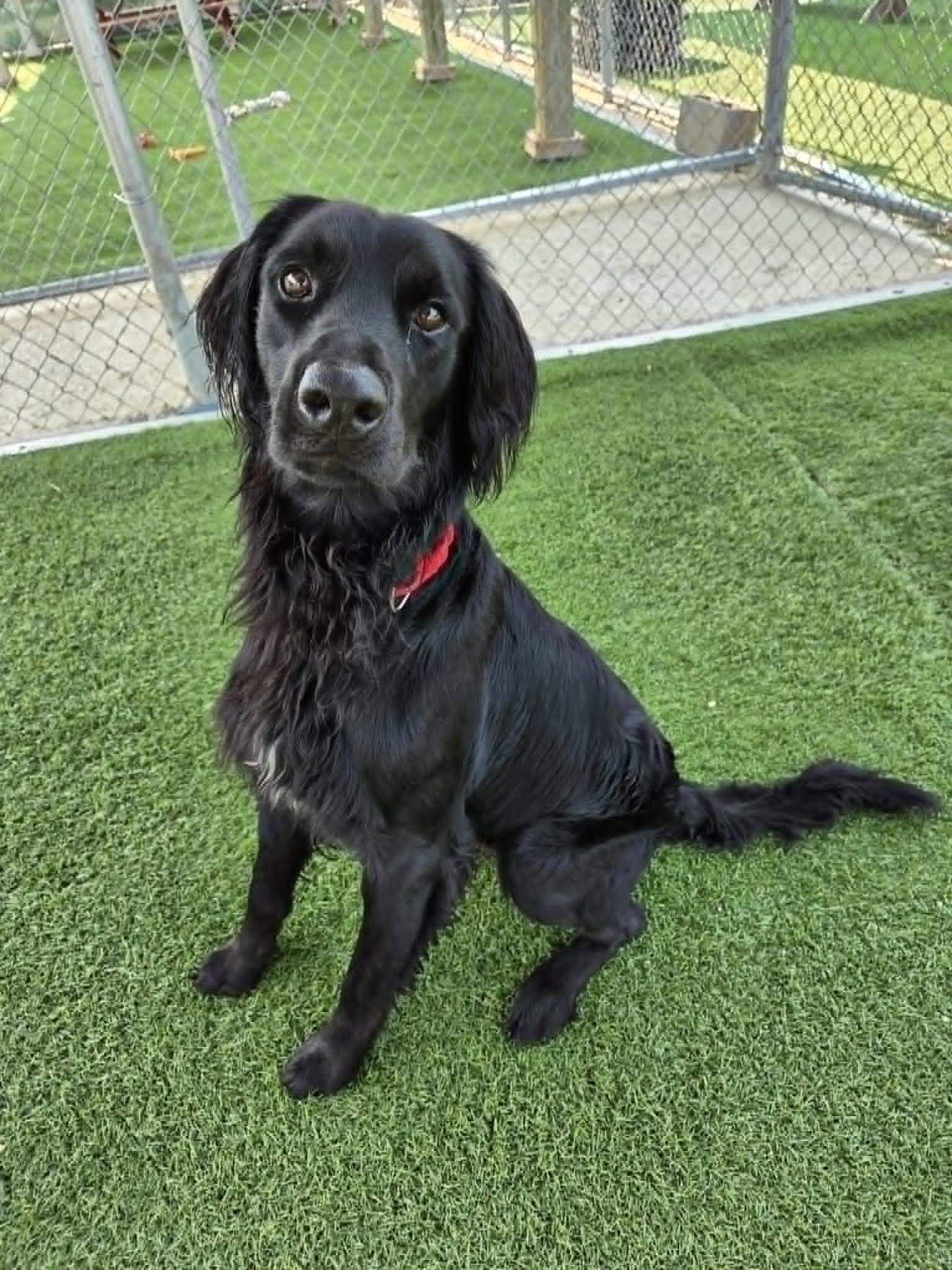 Clifford, an adopted mixed breed in Sparta, WI image 4/4