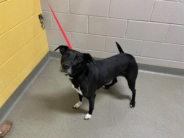 JUNIE, Adoptable, Adult Female Labrador Retriever & Mixed Breed.