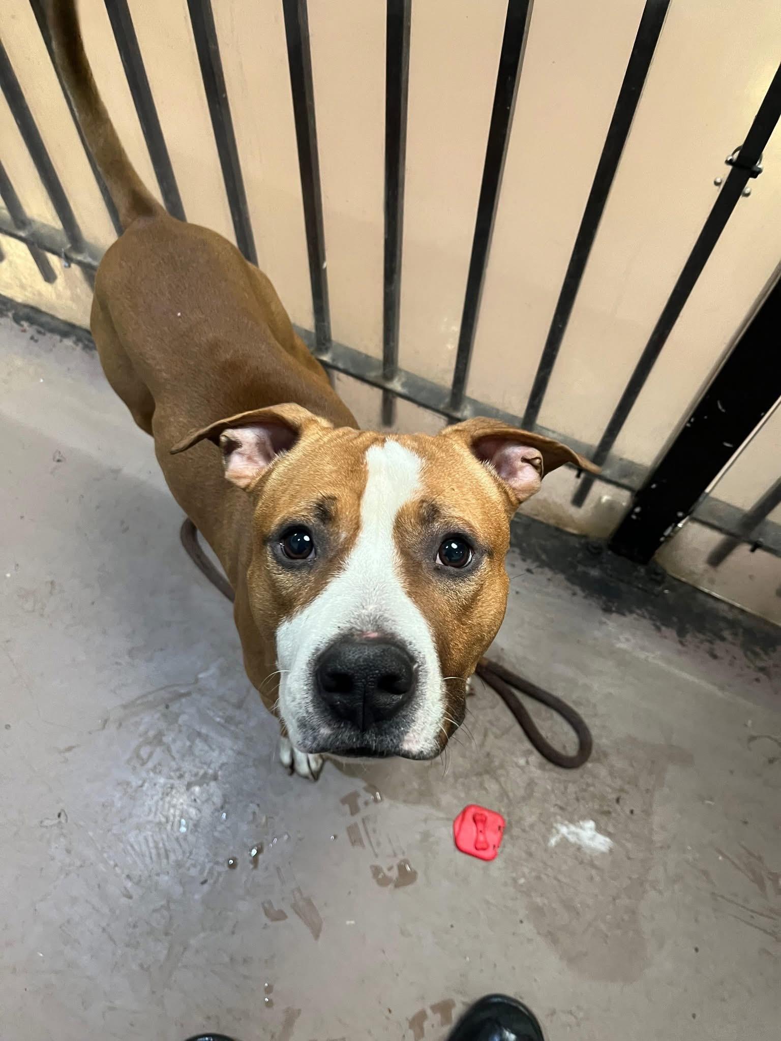 Enlarge Anders, a ADOPTABLE Pit Bull Terrier in Chicago, IL image 4/5