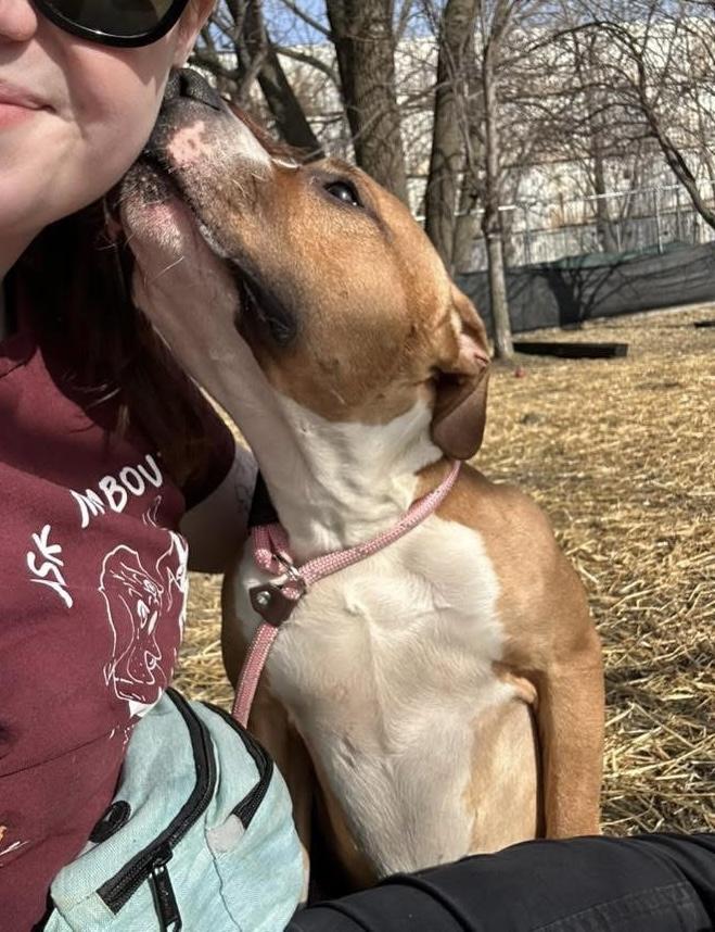 Enlarge Anders, a ADOPTABLE Pit Bull Terrier in Chicago, IL image 3/5