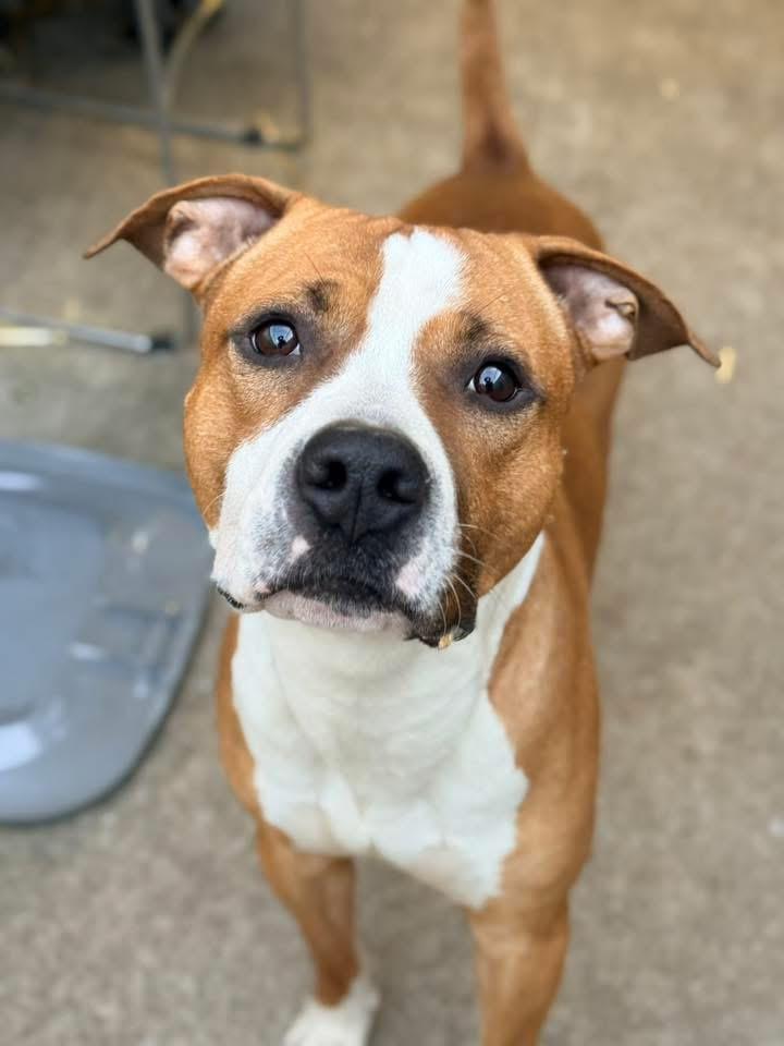 Enlarge Anders, a ADOPTABLE Pit Bull Terrier in Chicago, IL image 1/5